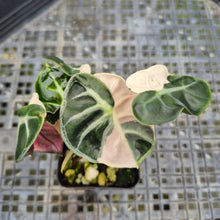 Load image into Gallery viewer, Alocasia Heart Balloon pink variegated exact plant, Fedex 2day*
