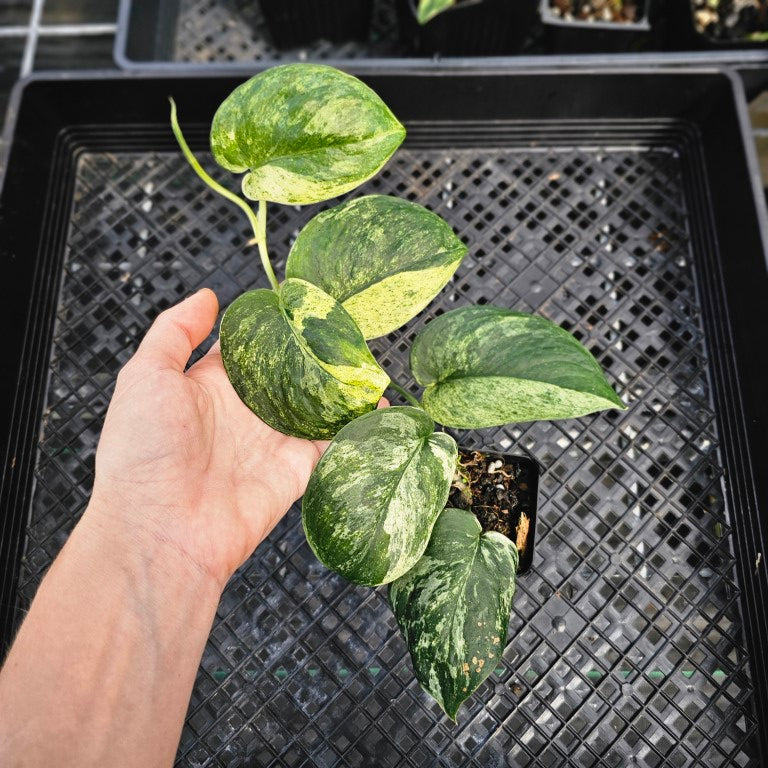 Scindapsus Jade Satin Marble Queen, Exact Plant Variegated Ships Nationwide