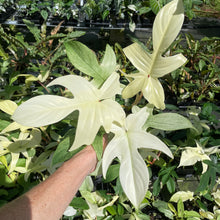 Load image into Gallery viewer, Philodendron Florida Ghost 4" pot, Fedex 2day*
