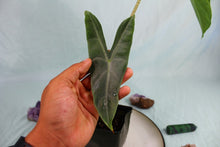 Load image into Gallery viewer, Alocasia Lowii Exact Plant
