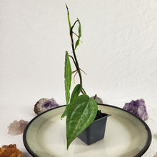 Load image into Gallery viewer, Anthurium Sp. Limon, Exact Plant Ships Nationwide
