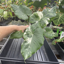 Load image into Gallery viewer, Alocasia Odora, Okinawa Silver Variegated exact plant, Fedex 2day*
