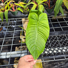 Load image into Gallery viewer, Philodendron Sharoniae, Exact Plant Ships Nationwide

