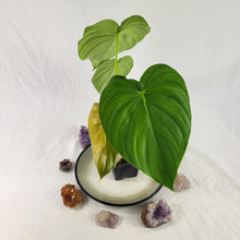 Load image into Gallery viewer, Philodendron Pastazanum, Exact Plant
