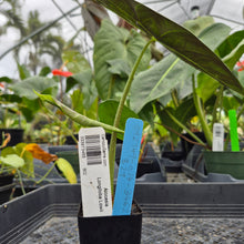 Load image into Gallery viewer, Alocasia Longiloba Lowii, Exact Plant Ships Nationwide
