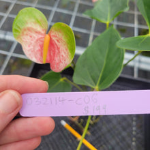 Load image into Gallery viewer, Anthurium Speckled Butterfly Shibori AFF, Exact Plant Variegated
