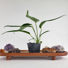 Load image into Gallery viewer, Anthurium Spectabile 2.5&quot; Pot, Fedex 2 day*
