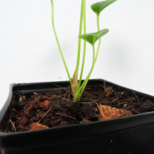 Load image into Gallery viewer, Anthurium Decipiens, Small Plant Shipped Nationwide
