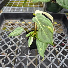Load image into Gallery viewer, Philodendron Gloriosum variegated, Exact Plant Ships Nationwide
