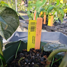 Load image into Gallery viewer, Philodendron Brandtianum, Exact Plant Ships Nationwide
