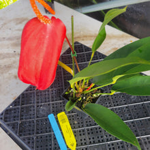 Load image into Gallery viewer, Anthurium Scherzerianum "Pig Tail", Exact Plant Ships Nationwide

