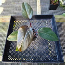 Load image into Gallery viewer, Philodendron Dark Lord, Exact Plant Ships Nationwide
