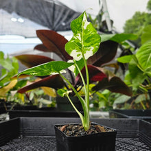 Load image into Gallery viewer, Alocasia Odora, Okinawa Silver, Exact Plant Variegated 4&#39;&#39; pot
