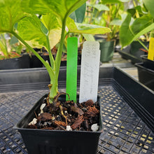 Load image into Gallery viewer, Syngonium Mango Allusion, Orm Thong, Exact Plant Variegated Ships Nationwide
