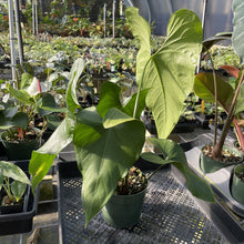 Load image into Gallery viewer, Anthurium Watermaliense exact plant, Fedex 2day
