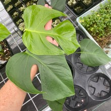 Load image into Gallery viewer, Monstera Sierrana Hawaii Clone exact plant, Fedex 2day*
