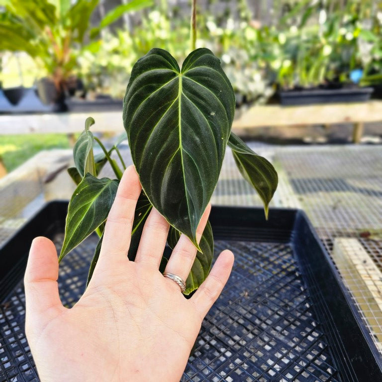 Philodendron Splendid, Exact Plant Ships Nationwide