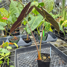 Load image into Gallery viewer, Alocasia Longiloba Lowii, Exact Plant Ships Nationwide
