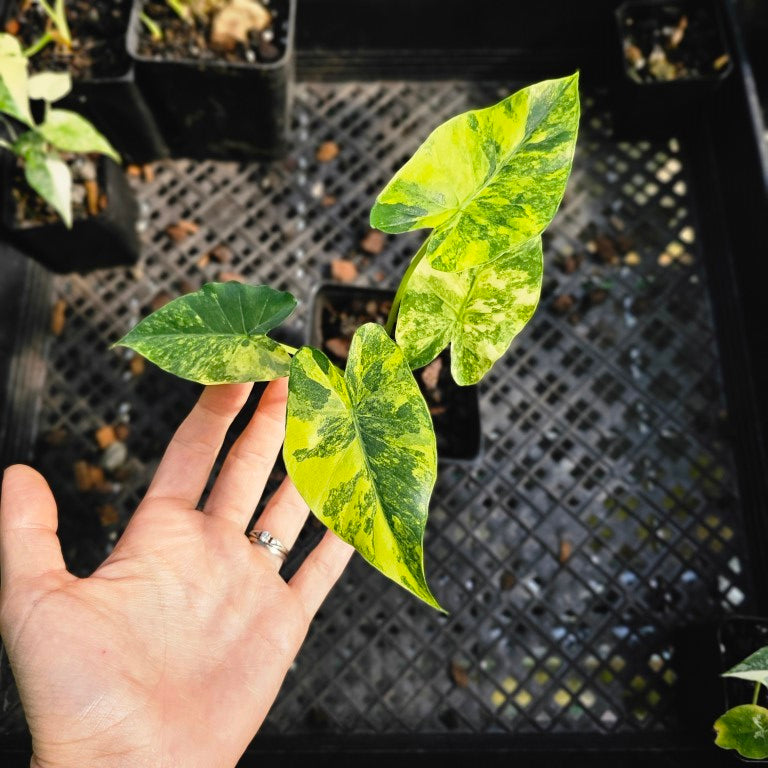 Alocasia Gageana Aurea, Exact Plant Variegated