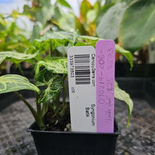 Load image into Gallery viewer, Syngonium Batik, Exact Plant Ships Nationwide
