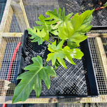 Load image into Gallery viewer, Philodendron Radiatum, Exact Plant Variegated Ships Nationwide
