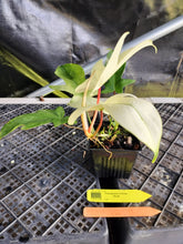 Load image into Gallery viewer, Philodendron Florida Ghost, Exact Plant Ships Nationwide
