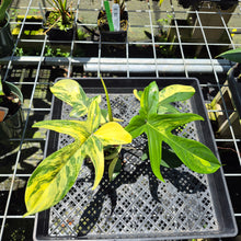 Load image into Gallery viewer, Philodendron Florida Beauty Variegated exact plant, Fedex 2day*
