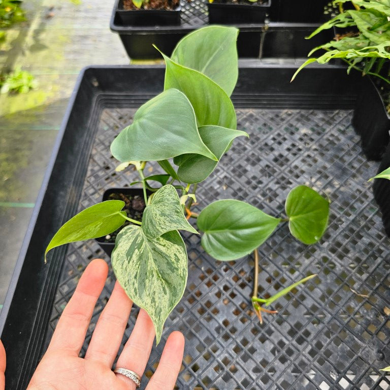 Philodendron Hederaceum, Heart Leaf, Exact Plant Variegated Ships Nationwide