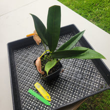 Load image into Gallery viewer, Anthurium Scherzerianum "Pig Tail", Exact Plant Ships Nationwide
