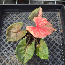 Load image into Gallery viewer, Syngonium Strawberry Ice, Exact Plant Variegated Ships Nationwide
