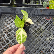Load image into Gallery viewer, Zamioculcas Zamiifolia Wild Form ZZ, Exact Plant Variegated Ships Nationwide
