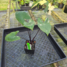 Load image into Gallery viewer, Alocasia Macrorhizza Black Stem, Exact Plant Variegated

