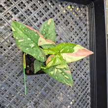 Load image into Gallery viewer, Syngonium Red Spot Tricolor, Exact Plant Variegated Ships Nationwide
