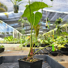 Load image into Gallery viewer, Anthurium Propinquum, Exact Plant Ships Nationwide
