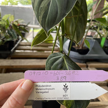Load image into Gallery viewer, Philodendron Melanochrysum Variegated exact plant, Fedex 2day*
