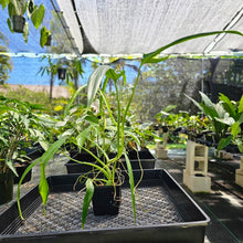 Load image into Gallery viewer, Philodendron Holtonianum, Exact Plant Ships Nationwide
