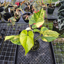 Load image into Gallery viewer, Anthurium Andraeanum White Heart, Exact Plant Variegated Ships Nationwide
