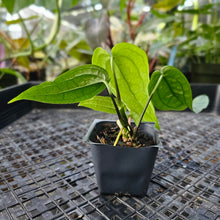 Load image into Gallery viewer, Anthurium Sp. Limon, Exact Plant Ships Nationwide
