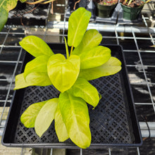 Load image into Gallery viewer, Philodendron Thai Sunrise, Exact Plant Variegated Ships Nationwide
