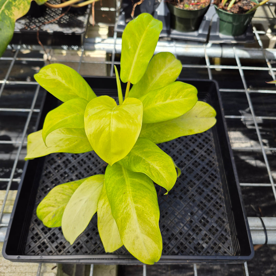 Philodendron Thai Sunrise, Exact Plant Variegated Ships Nationwide