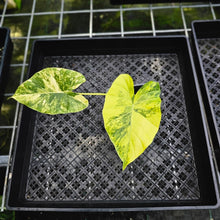 Load image into Gallery viewer, Alocasia Gageana Aurea, Exact Plant Variegated 4&#39;&#39; pot
