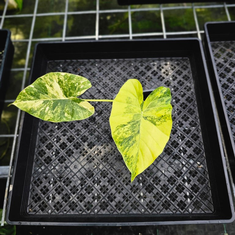 Alocasia Gageana Aurea, Exact Plant Variegated 4'' pot