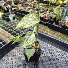 Load image into Gallery viewer, Scindapsus Peasun Variegated 4" pot, Fedex 2day*
