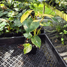 Load image into Gallery viewer, Philodendron Burle Marx, Exact Plant Variegated Ships Nationwide
