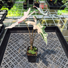 Load image into Gallery viewer, Alocasia Nobilis Pink variegated exact plant, Fedex 2day*
