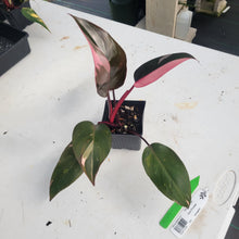 Load image into Gallery viewer, Philodendron Pink Princess, Exact Plant Variegated Ships Nationwide
