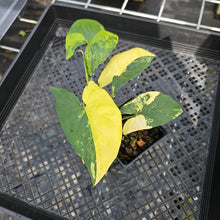 Load image into Gallery viewer, Syngonium Aurea, Exact Plant Variegated Ships Nationwide
