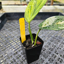 Load image into Gallery viewer, Monstera Peru &quot;Karstenianum&quot;, Exact Plant Variegated Ships Nationwide
