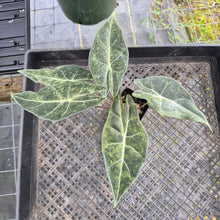 Load image into Gallery viewer, Alocasia Longiloba Black Satun Stardust Variegated, Exact Plant Ships Nationwide

