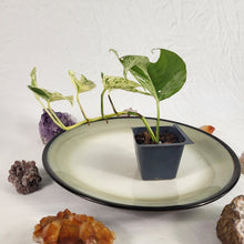 Load image into Gallery viewer, Epipremnum Pinnatum Marble Variegated 2.5" pot, Fedex 2day*
